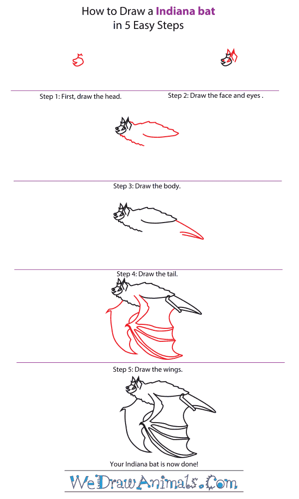 600x1000 how to draw an indiana bat - Indiana Drawing