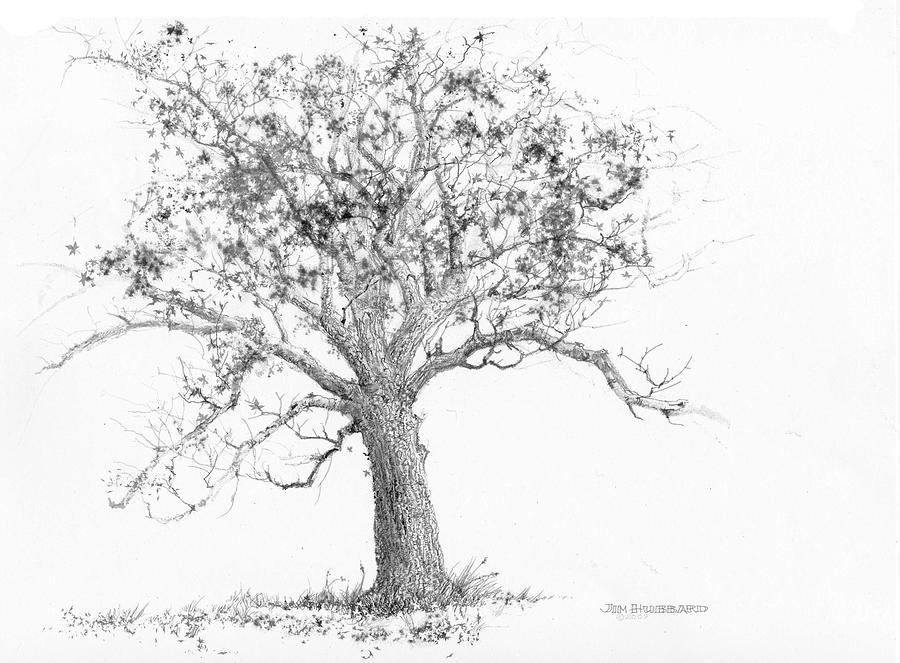 900x663 indiana tulip poplar drawing - Indiana Drawing