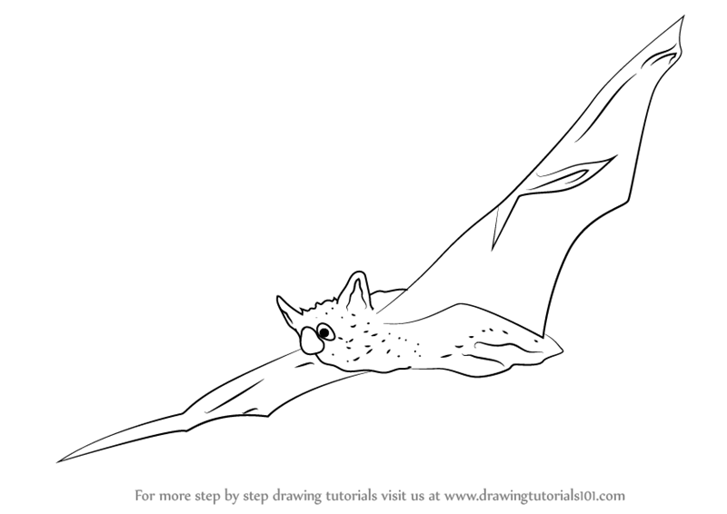 800x566 learn how to draw an indiana bat - Indiana Drawing