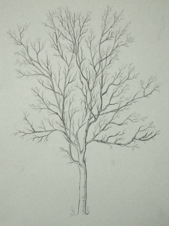 691x925 Drawing Skills Learning Log Larger Study Of An Individual Tree - Individual Drawing
