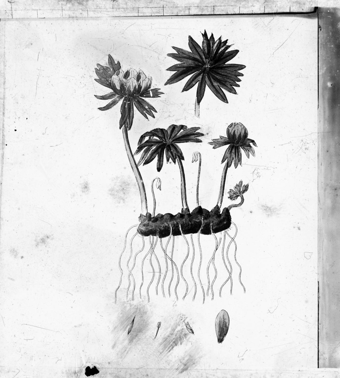 1384x1536 Black And White Glass Lantern Slide Of A Botanical Drawing - Individual Drawing