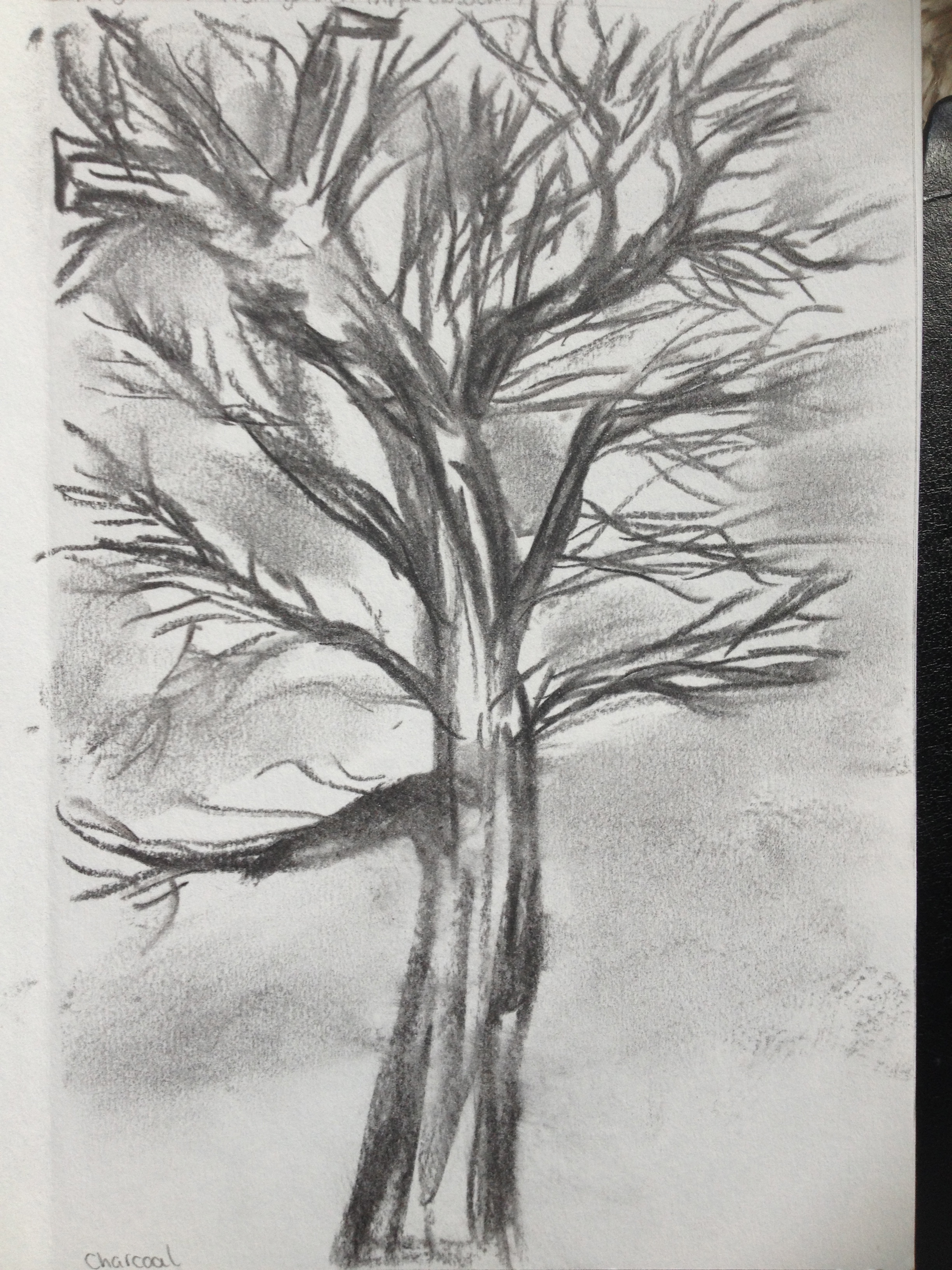 2448x3264 Sketching Individual Trees Drawing Skills - Individual Drawing