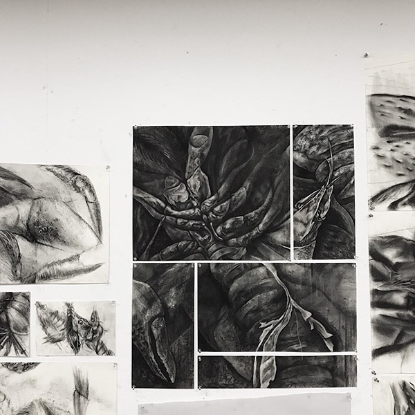 600x600 crayfish drawing project on risd portfolios - Individual Drawing