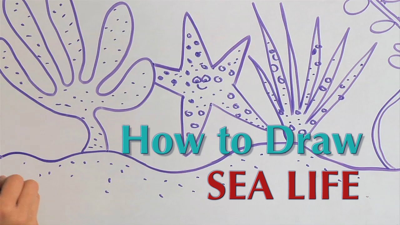 1280x720 How To Draw Sea Life - Info Drawing