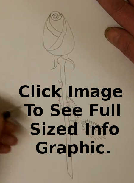 450x614 Rose Drawing How To Draw - Info Drawing