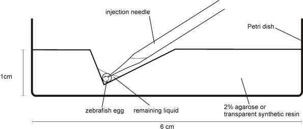 595x253 Schematic Drawing Of An Injection Dish For Microinjection - Injection Drawing