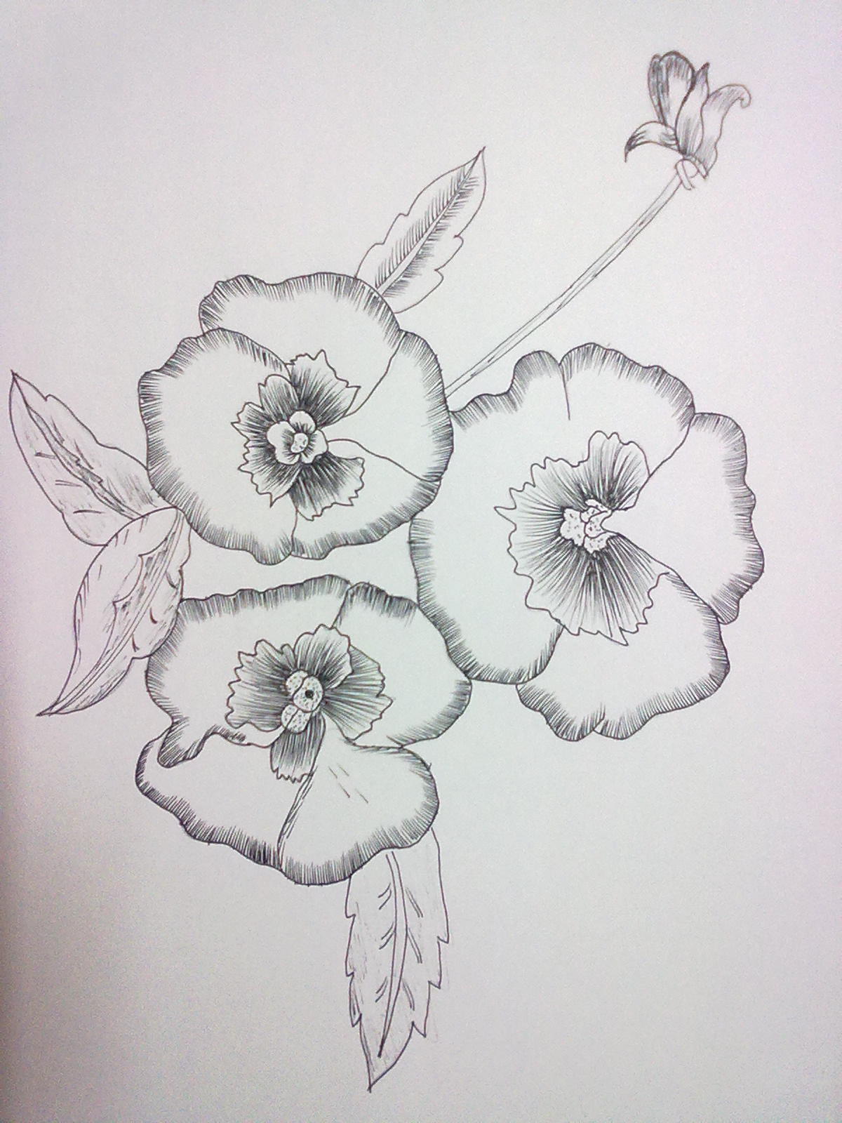 √ Easy Pen And Ink Flower Drawings Popular Century