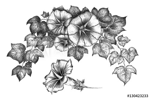 500x329 Hand Drawn Flowers Ink Draw Bindweed,morning Glory Linear Drawn - Ink Drawings Of Flowers