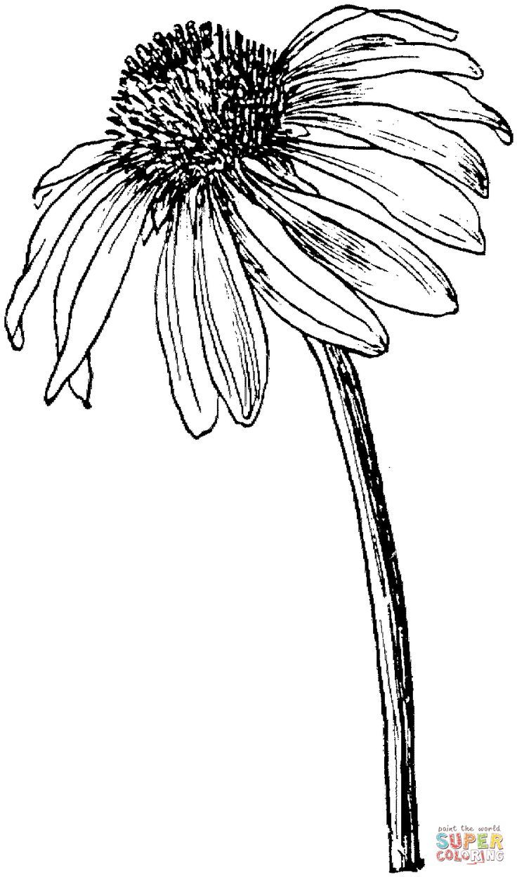 736x1248 Image Result For Pen And Ink Drawings Simple Flowers, Free Art - Ink Drawings Of Flowers