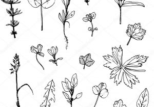 300x210 ink drawings of flowers rose ink drawing flowers royalty free - Ink Drawings Of Flowers