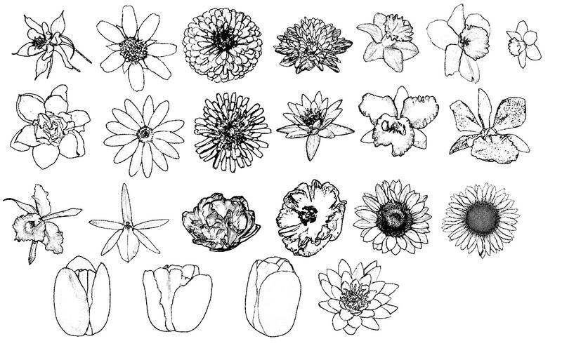 800x503 ink drawings of flowers ink drawing flower brushes pen and ink - Ink Drawings Of Flowers