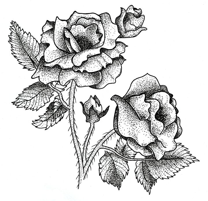 720x695 Ink Roses - Ink Drawings Of Flowers