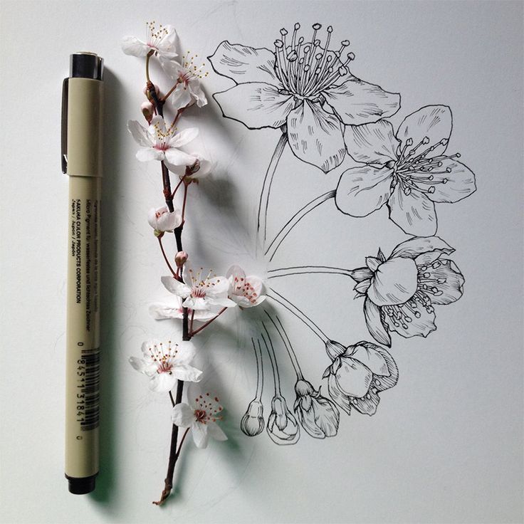 736x736 Flowers In Progress Scientific Illustrator Taunts Us - Ink Drawings Of Flowers