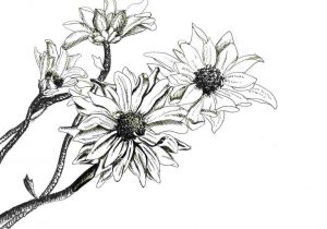 300x210 Ink Drawings Of Flowers Amberjcross Art Rhdrawingslycom Small Fox - Ink Drawings Of Flowers