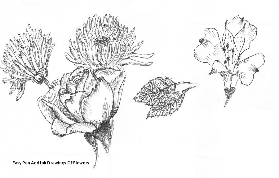 900x575 Easy Pen And Ink Drawings Of Flowers Best Pencil Drawing Pen - Ink Drawings Of Flowers