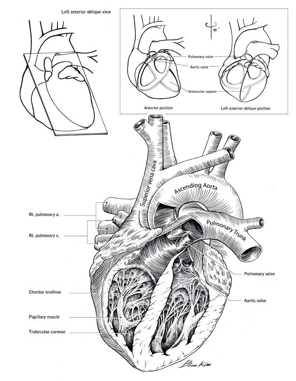 612x787 Heart Pen And Ink Art As Applied To Medicine - Ink Heart Drawing