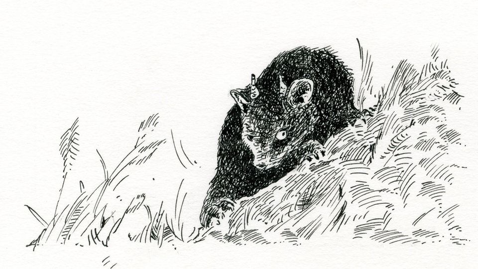 960x540 The Tame Marten Gwin - Ink Heart Drawing