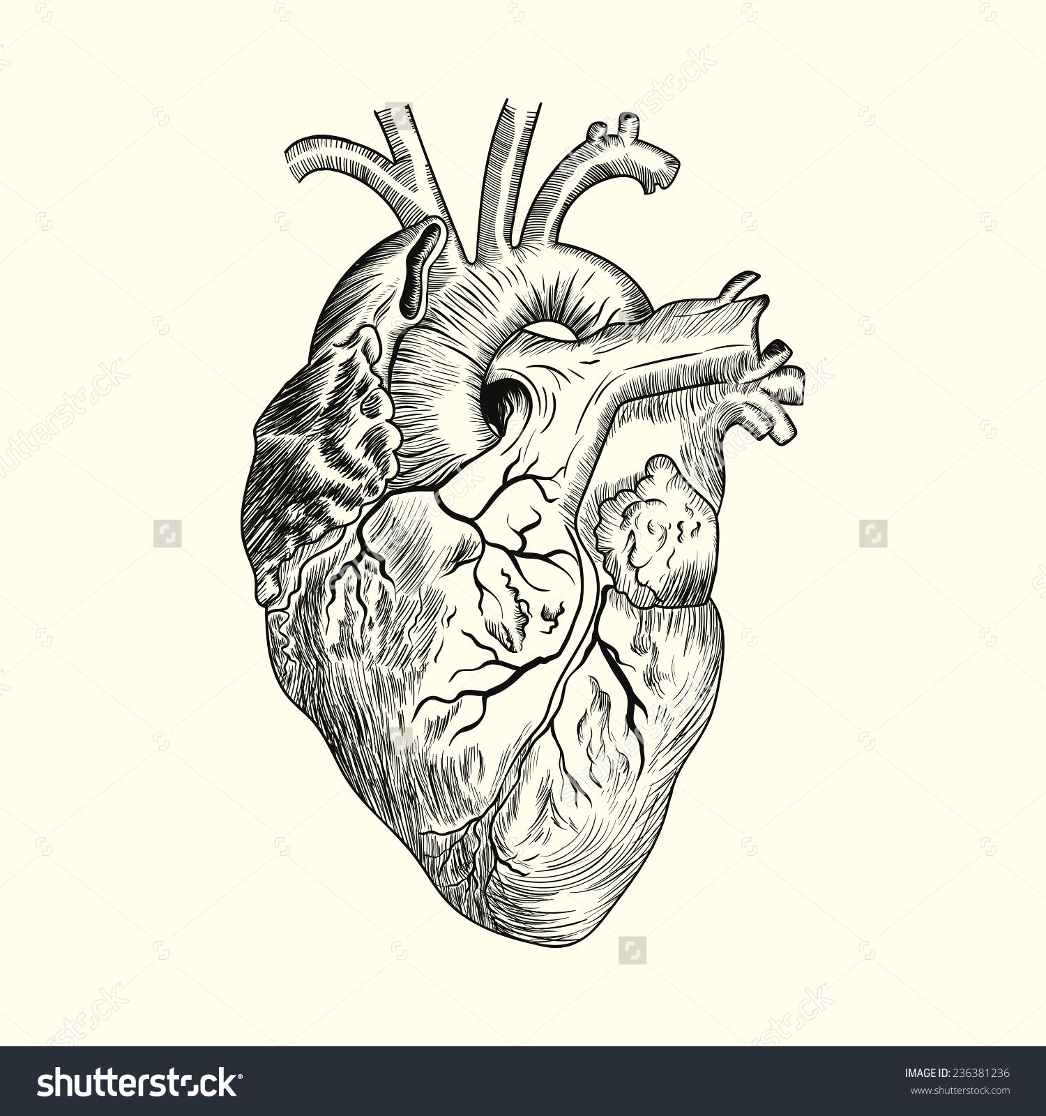 1500x1600 Anatomical Heart Drawing Stock Photos, Images, Pictures - Ink Heart Drawing