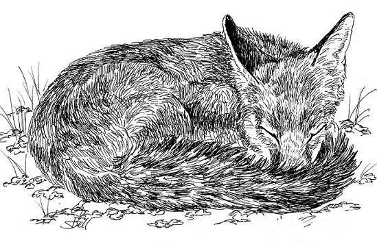 549x363 Drawing Animals In Pen And Ink - Ink Pen Drawing