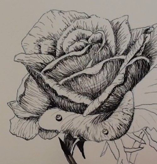 500x522 How To Draw A Rose In Pen And Ink Online Art Lessons - Ink Pen Drawing