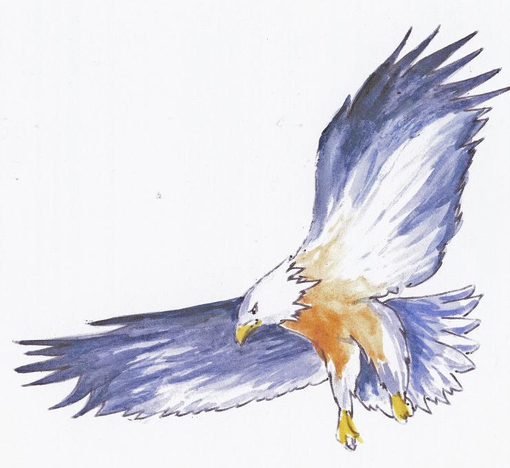 741x680 Pen And Ink Drawing Of An Eagle Nature Drawings Pictures - Ink Pen Drawing Ideas