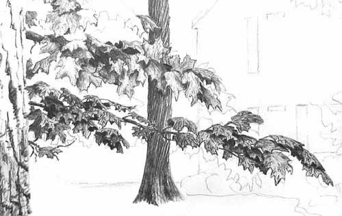 500x316 How To Draw Leaves On A Tree - Ink Pen Drawing Tutorial