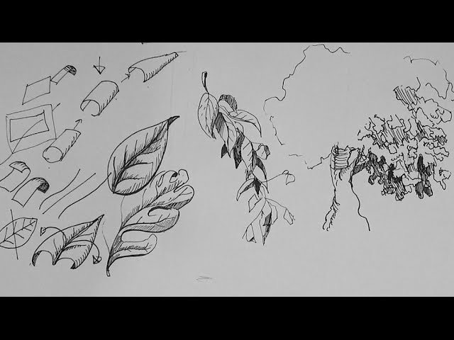 640x480 Pen And Ink Drawing Tutorials, How To Draw A Leaf And Leaves - Ink Pen Drawing Tutorial