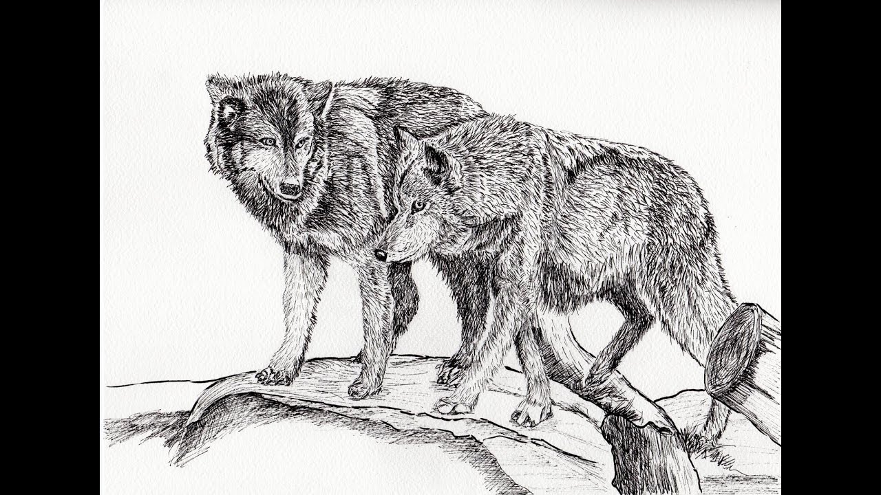 1280x720 in julie's studio - Ink Wolf Drawing