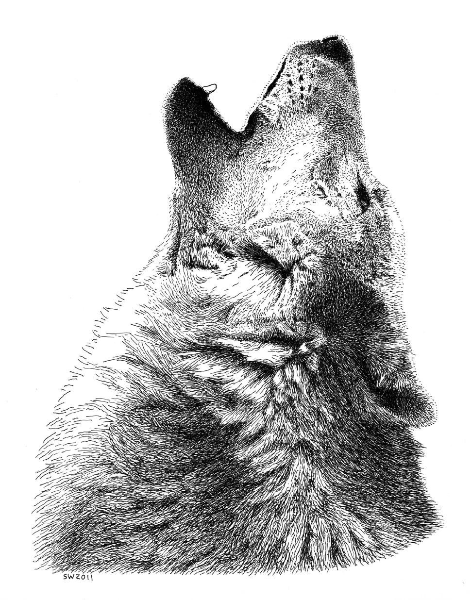 970x1236 pen and ink art admiration in ink pen art, stippling art - Ink Wolf Drawing