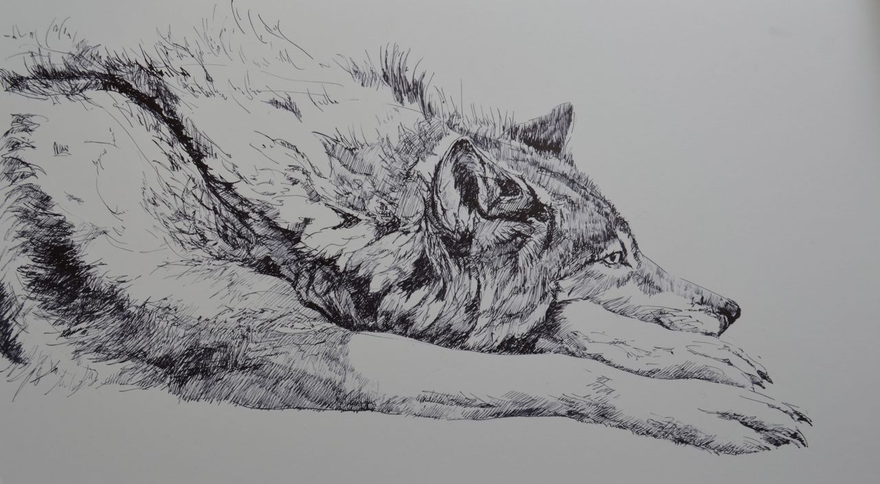Ink Wolf Drawing at PaintingValley.com | Explore collection of Ink Wolf ...