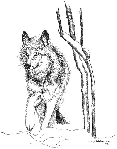 400x510 Wolf Ink Sketch Kerri Bennett Williamson - Ink Wolf Drawing
