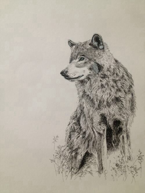 500x666 Wolf Ink Drawing Mary Ann Cummings Art Drawings, Charcoal Art - Ink Wolf Drawing
