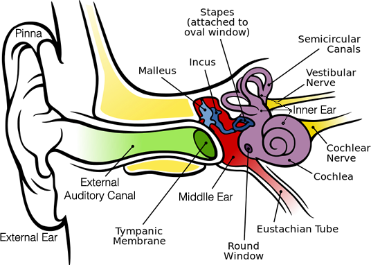 536x382 Ear - Inner Ear Drawing