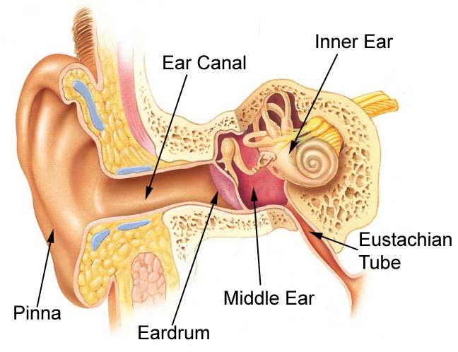 648x498 ear infections, fluid and hearing loss michael rothschild, md - Inner Ear Drawing