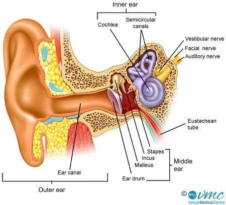 450x409 Ear Anatomy - Inner Ear Drawing