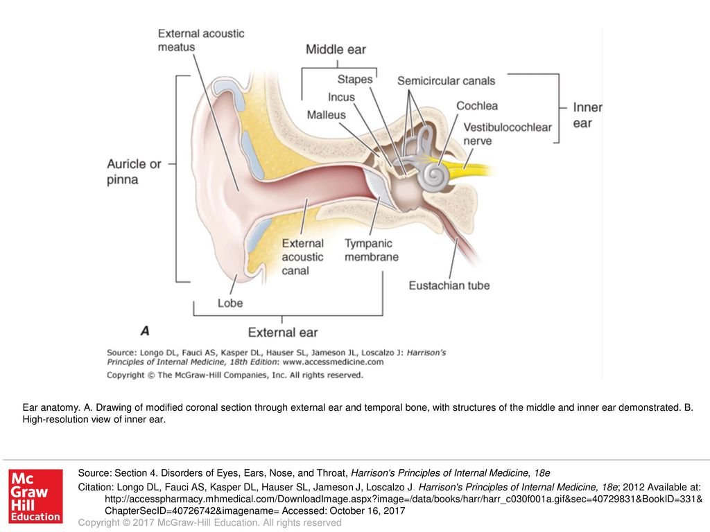 1024x768 Ear Anatomy A Drawing Of Modified Coronal Section Through - Inner Ear Drawing