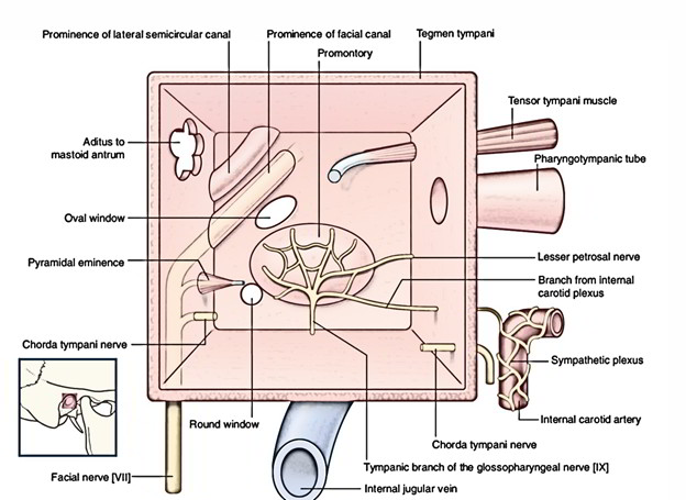 624x455 Easy Notes On In Just Minutes! Earth's Lab - Inner Ear Drawing