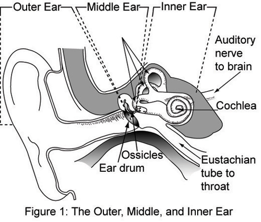 520x442 Fileouter, Middle And Inner Ear - Inner Ear Drawing