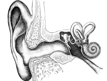368x280 freeman lab fine tunes understanding of hearing mechanism - Inner Ear Drawing
