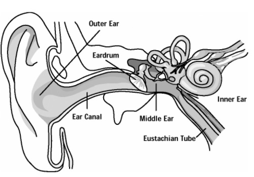 500x349 How Does An Ear Infection Happen Associates In Pediatric - Inner Ear Drawing