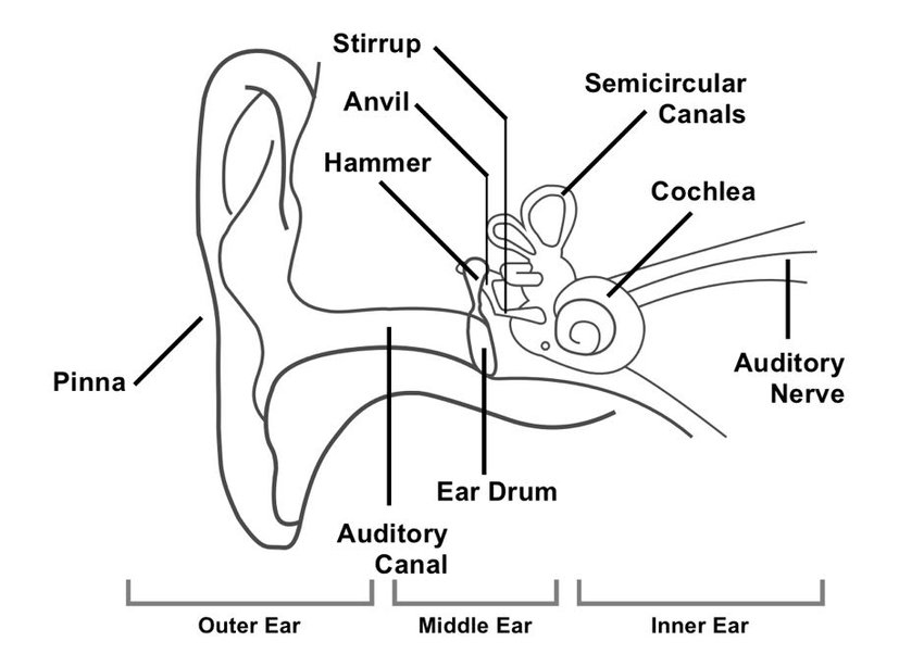 850x614 Diagram Showing The Structure Of The Human Ear, Detailing - Inner Ear Drawing