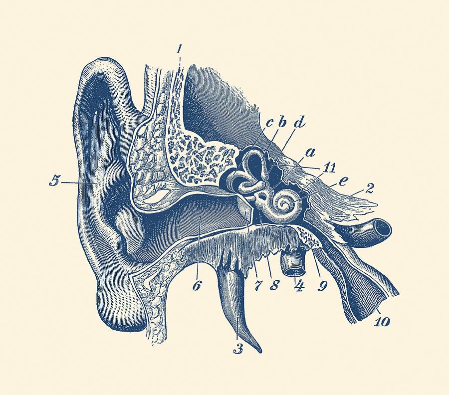 900x792 Human Inner Ear Anatomy Diagram - Inner Ear Drawing