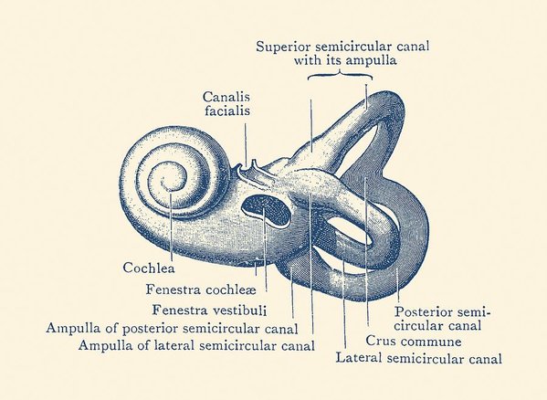 599x438 Inner Ear Anatomy Diagram - Inner Ear Drawing