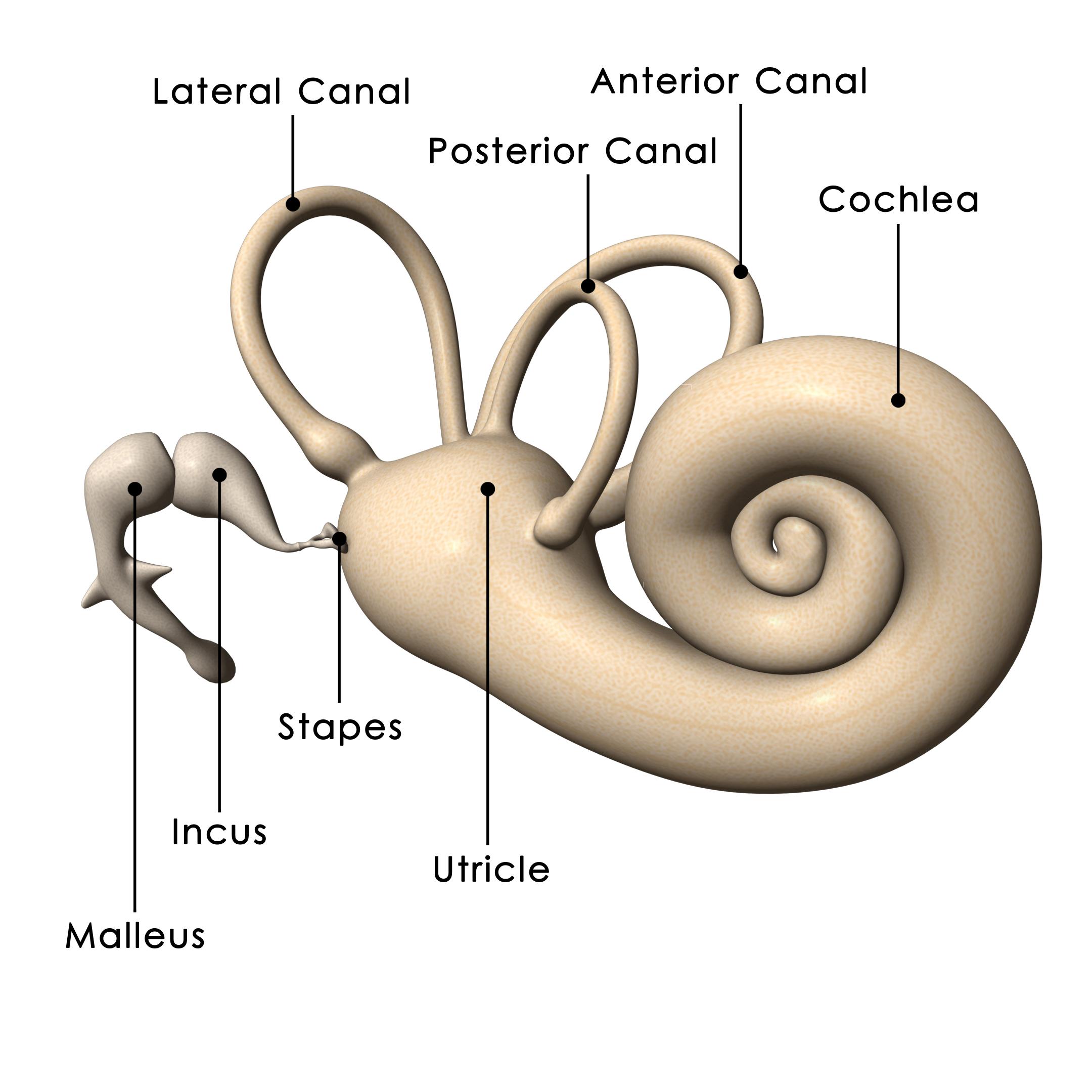 2160x2160 Inner Ear Diagram - Inner Ear Drawing