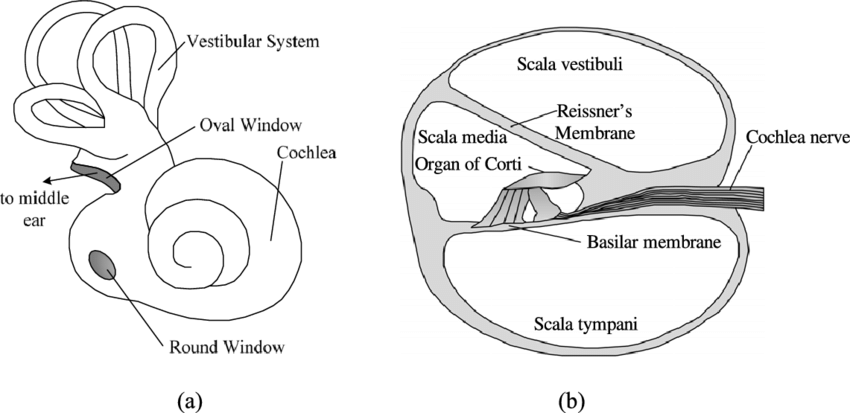 850x413 Inner Ear Diagram - Inner Ear Drawing