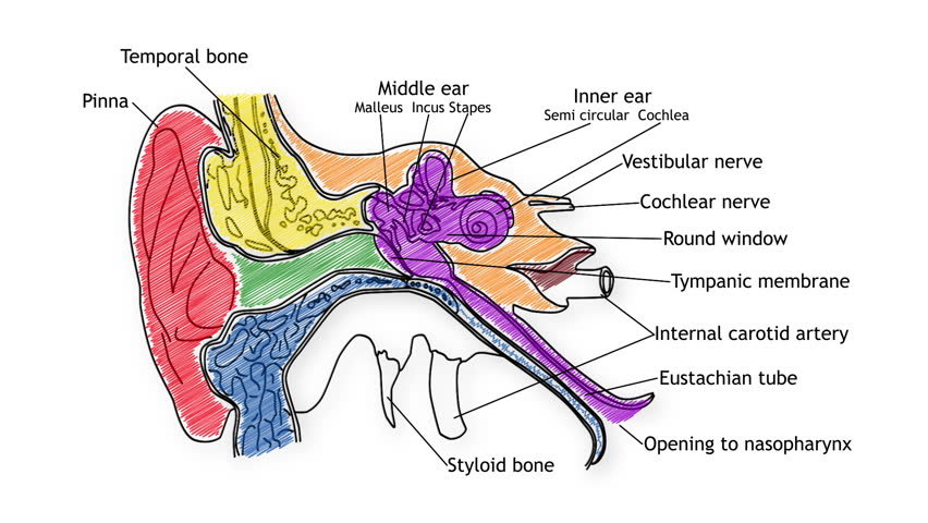 852x480 Inner Ear Stock Video Footage - Inner Ear Drawing