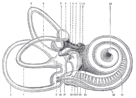 450x325 Inner Ear - Inner Ear Drawing