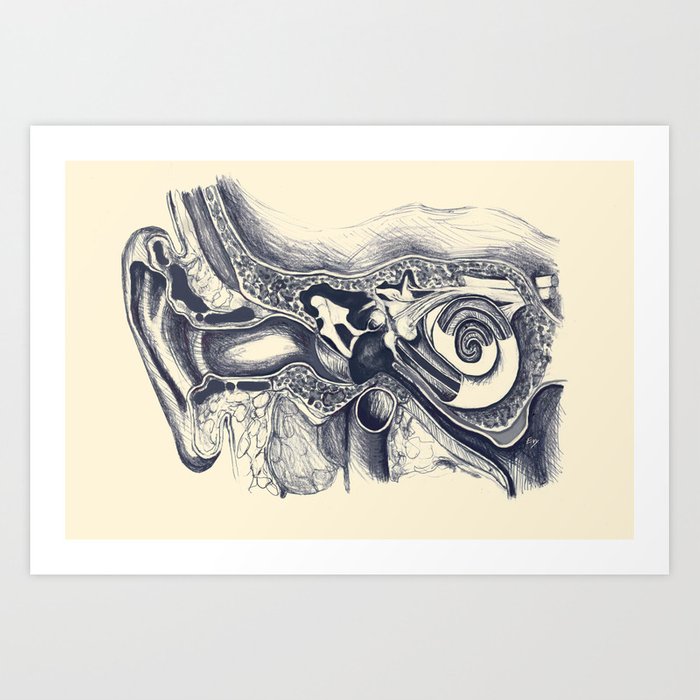 700x700 Inner Ear Anatomy Art Print - Inner Ear Drawing
