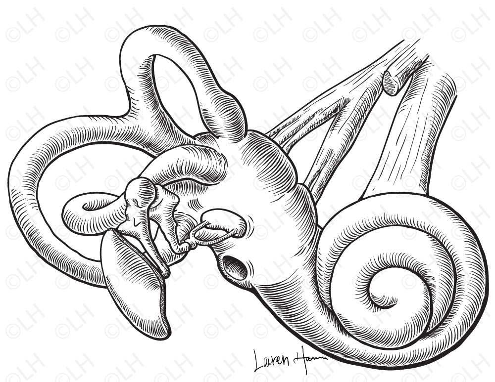 1000x773 Inner Ear Lauren Hamm - Inner Ear Drawing