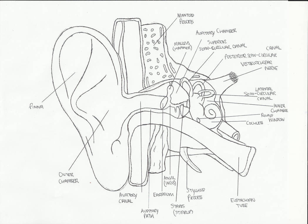 1048x762 Inside The Ear Drawing - Inner Ear Drawing
